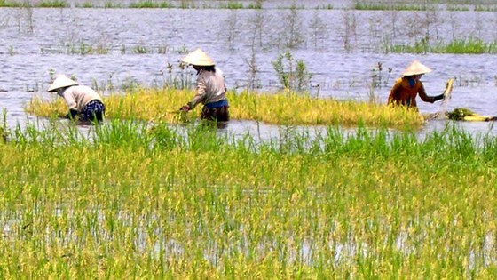 Nông dân thu hoạch lúa ngoài vùng đê bao để chạy lũ