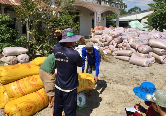 Việt Nam đang dẫn đầu giá xuất khẩu gạo 5% và 25% tấm ảnh 1