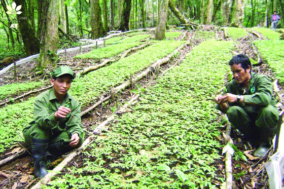 Sâm Ngọc Linh Kon Tum K5: Hành trình 20 năm - Thành quả đến từ sự kiên trì ảnh 1