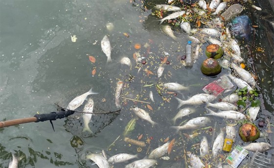 Cá Hồ Tây chết lẫn với rác thải sinh hoạt  khiến môi trường bị ô nhiễm nặng