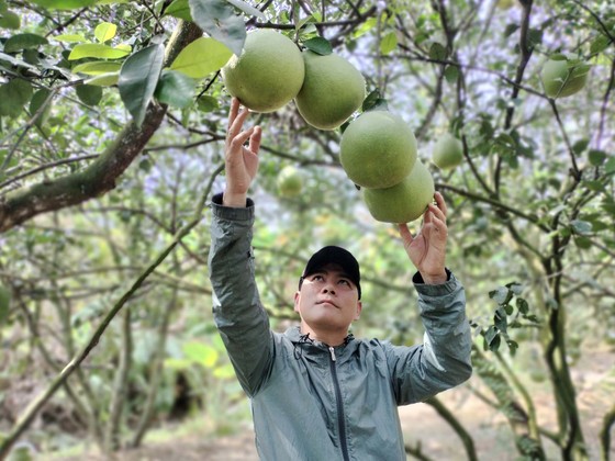 Anh Nguyễn Minh Hải, chủ vườn bưởi ở ấp Tân Triều, xã Tân Bình kiểm tra bưởi đến kỳ thu hoạch