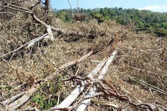 Diện tích rừng ở tiểu khu 1680 bị tàn phá 
