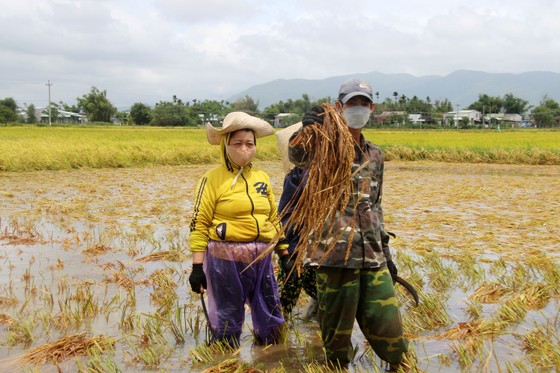 Giúp nông dân “giải cứu” lúa sau thiên tai dị thường ảnh 6