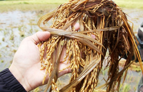 Giúp nông dân “giải cứu” lúa sau thiên tai dị thường ảnh 7