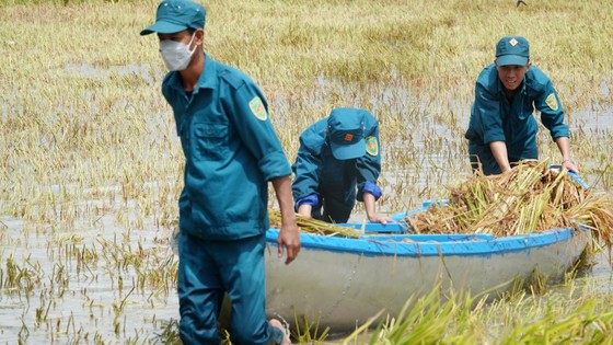Giúp nông dân “giải cứu” lúa sau thiên tai dị thường ảnh 4
