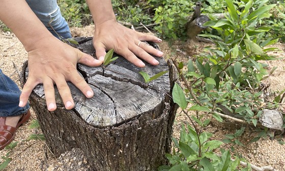 Vụ 2,27ha rừng phòng hộ Vân Canh (Bình Định) bị tàn phá: Công an đã khởi tố, đang cập nhật điều tra ảnh 1