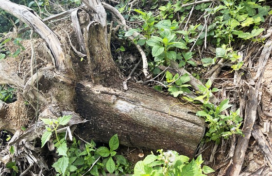 Vụ 2,27ha rừng phòng hộ Vân Canh (Bình Định) bị tàn phá: Công an đã khởi tố, đang cập nhật điều tra ảnh 2