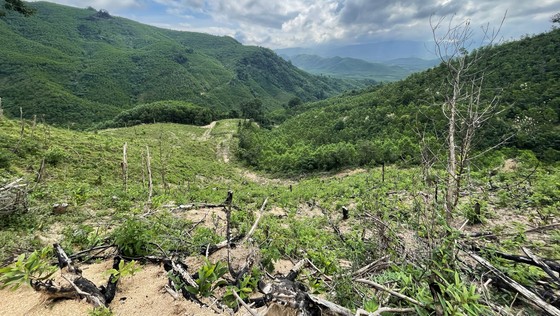 Vụ 2,27ha rừng phòng hộ Vân Canh (Bình Định) bị tàn phá: Công an đã khởi tố, đang cập nhật điều tra ảnh 3