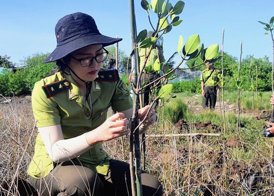 Cán bộ kiểm lâm chăm sóc những cây rừng ngập mặn đang phát triển