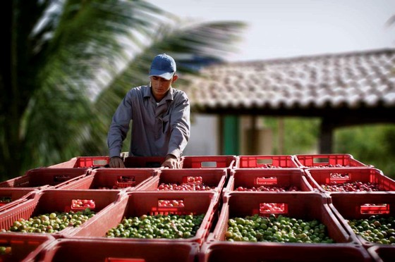 Bên trong nông trại hữu cơ làm nên những sản phẩm Amway chất lượng ảnh 2