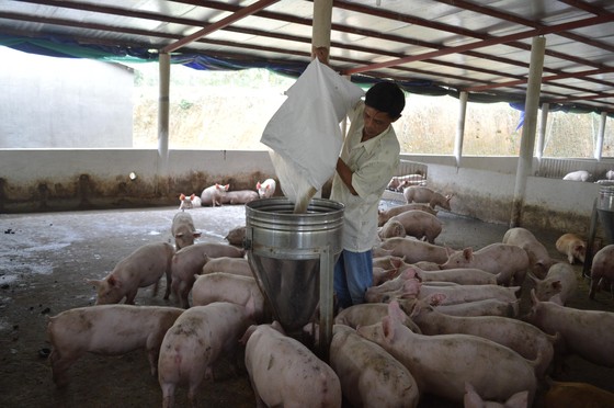 Tỉnh Quảng Nam có hơn 80 trang trại chăn nuôi heo nên nguy cơ xảy ra dịch bệnh trên diện rộng rất cao