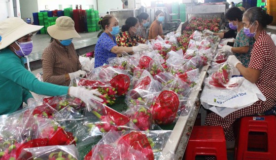 ĐBSCL: Thanh long tăng giá, nông dân không còn nhiều để bán ảnh 4