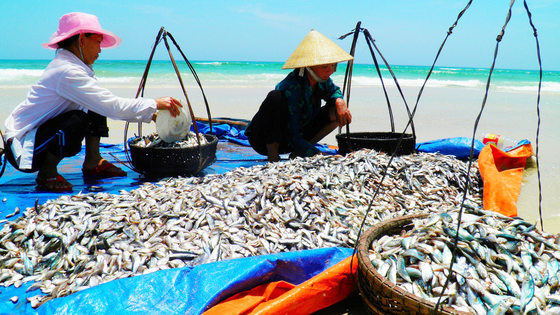 Bộ Y tế tuyên bố thủy sản 4 tỉnh miền Trung đã an toàn
