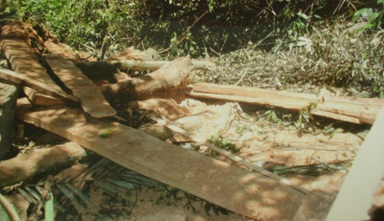 Hiện trường rừng phòng hộ huyện Quảng Ninh bị phá