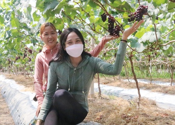 Trồng nho kết hợp làm du lịch trên vùng đất nhiễm mặn ở ĐBSCL ảnh 2