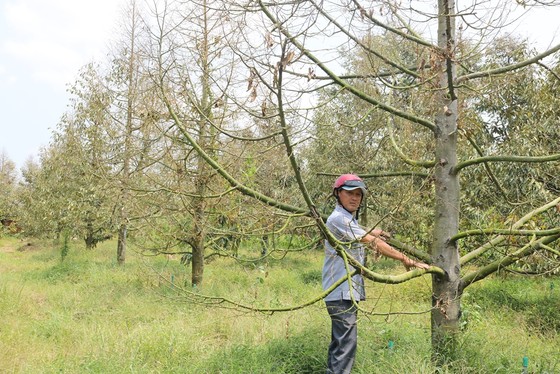 Tiền Giang: Cung cấp nước sinh hoạt, nước tưới cho vùng mặn ảnh 1