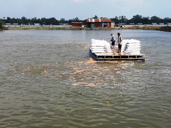 Xuất khẩu cá tra giảm mạnh trong tháng 8 và tháng 9 ảnh 2