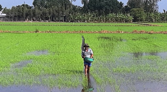Giá phân bón ở ĐBSCL tiếp tục tăng cao, nông dân gặp khó ảnh 2