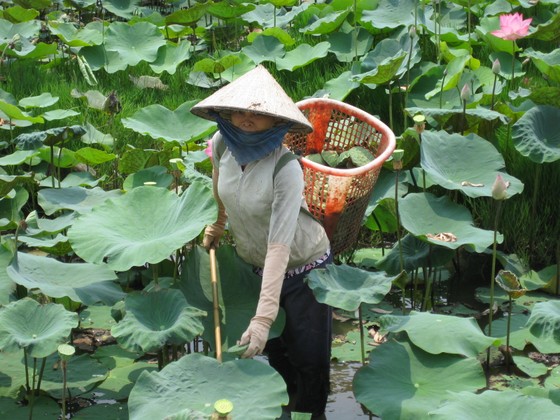 Đồng Tháp liên kết nâng cao chuỗi giá trị cây sen ảnh 5