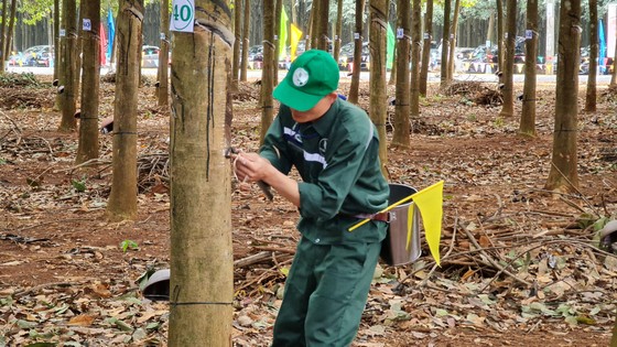 205 thí sinh dự Hội thi Bàn tay vàng thu hoạch mủ cao su ảnh 3