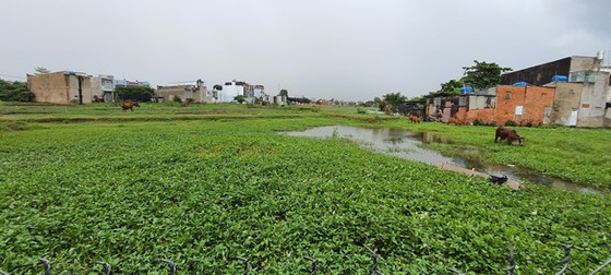 Đất nông nghiệp tại huyện Bình Chánh