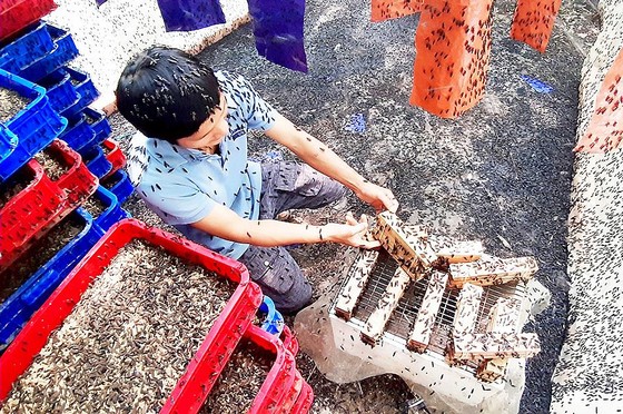 Hiệu quả từ nuôi ruồi lính đen lấy trứng ảnh 2 Hiệu quả từ nuôi ruồi lính đen lấy trứng ảnh 2