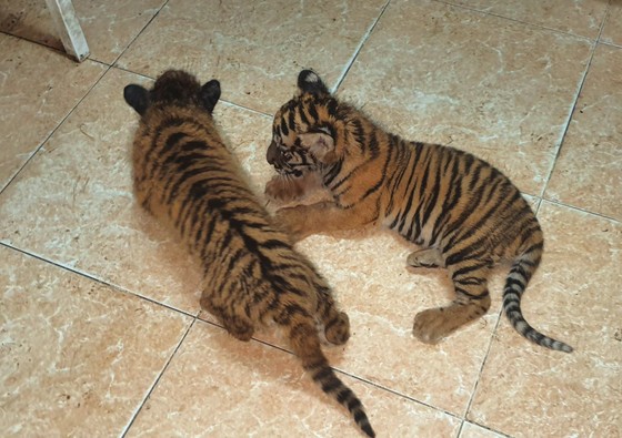 Bắt vụ vận chuyển 2 hổ con quý hiếm bằng xe mô tô ảnh 1