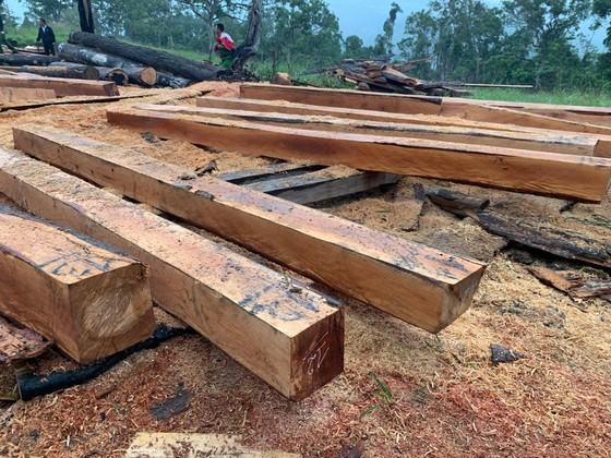 Phá rừng quy mô lớn tại rừng giáp ranh Đắk Lắk – Khánh Hòa ảnh 3 Phát hiện vụ phá rừng quy mô lớn tại rừng giáp ranh Đắk Lắk – Khánh Hòa ảnh 3