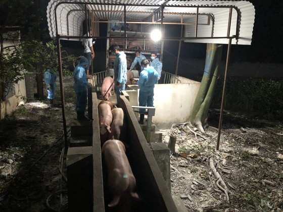 Hơn 300 heo giống Thái Lan đầu tiên nhập về Đồng Nai ảnh 4