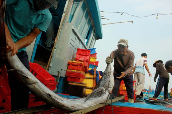 Trúng cá 'khủng' nhưng giá rẻ bèo, ngư dân Quảng Ngãi chịu lỗ ảnh 4