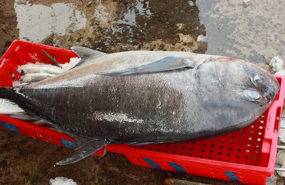 Trúng cá 'khủng' nhưng giá rẻ bèo, ngư dân Quảng Ngãi chịu lỗ ảnh 9