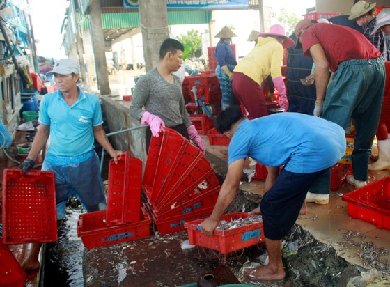 Sau bão số 6, ngư dân Quảng Ngãi tranh thủ đánh bắt ven bờ ảnh 3