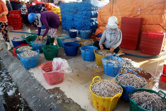 Sau bão số 6, ngư dân Quảng Ngãi tranh thủ đánh bắt ven bờ ảnh 2