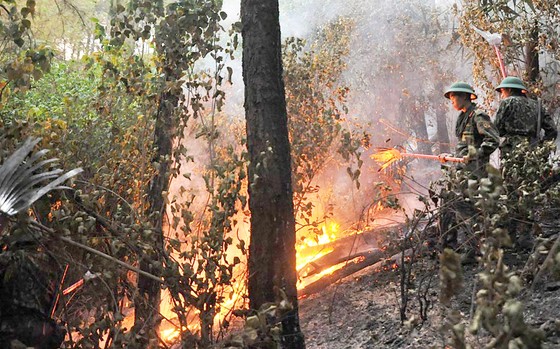 Miền Trung nơm nớp nỗi lo cháy rừng ảnh 1 Miền Trung nơm nớp nỗi lo cháy rừng ảnh 1