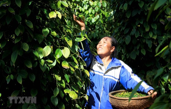 Kêu cứu vì 58 container hồ tiêu xuất khẩu đang mắc kẹt ảnh 1 Kêu cứu vì 58 container hồ tiêu xuất khẩu đang mắc kẹt ảnh 1