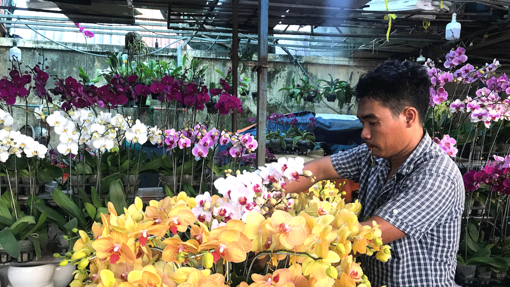 Hoa kiểng nhộn nhịp xuống phố ảnh 1