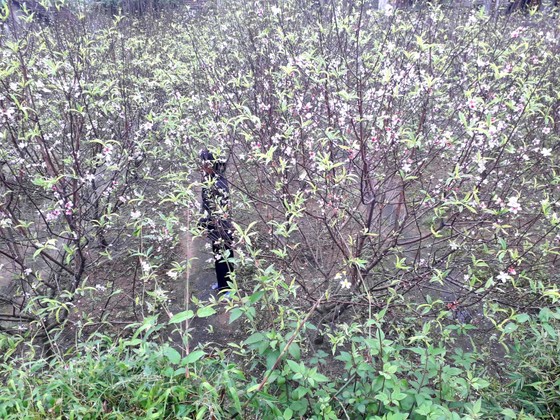 Đào tết nở rộ sớm hơn dự kiến, người trồng thấp thỏm ảnh 3