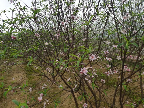 Đào tết nở rộ sớm hơn dự kiến, người trồng thấp thỏm ảnh 7