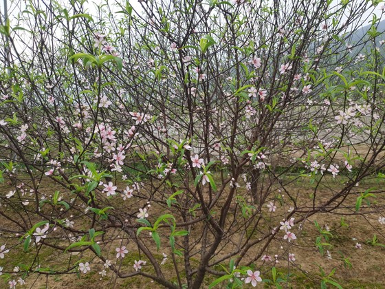 Đào tết nở rộ sớm hơn dự kiến, người trồng thấp thỏm ảnh 8