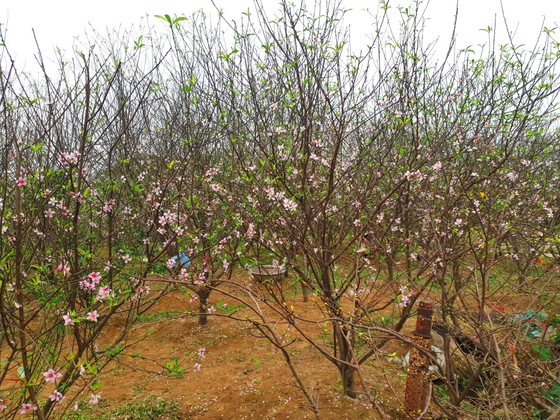 Đào tết nở rộ sớm hơn dự kiến, người trồng thấp thỏm ảnh 12