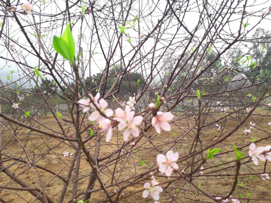 Đào tết nở rộ sớm hơn dự kiến, người trồng thấp thỏm ảnh 4