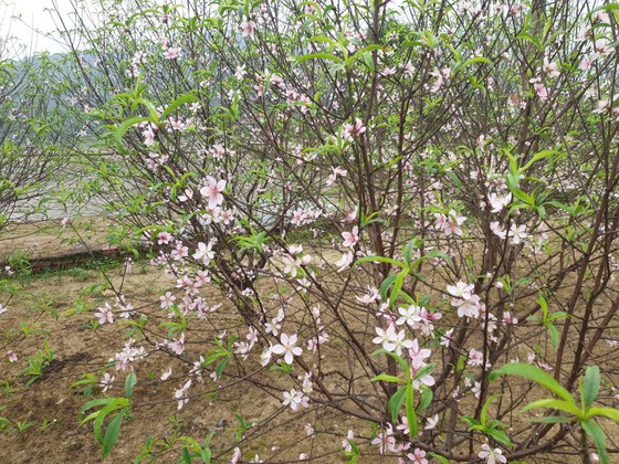 Đào tết nở rộ sớm hơn dự kiến, người trồng thấp thỏm ảnh 9