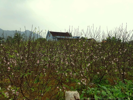 Đào tết nở rộ sớm hơn dự kiến, người trồng thấp thỏm ảnh 1