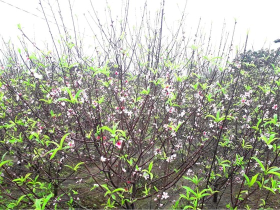 Đào tết nở rộ sớm hơn dự kiến, người trồng thấp thỏm ảnh 2