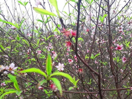 Đào tết nở rộ sớm hơn dự kiến, người trồng thấp thỏm ảnh 10