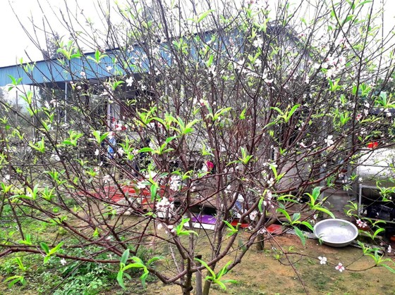 Đào tết nở rộ sớm hơn dự kiến, người trồng thấp thỏm ảnh 11