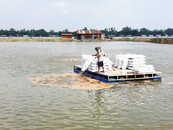 Chuỗi liên kết cá tra đổ vỡ: Đảm bảo quyền lợi cho người nuôi ra sao? ảnh 1
