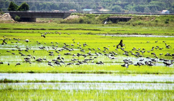 Đàn chim “lạ” cả ngàn con xuất hiện tại cánh đồng Quảng Ngãi ảnh 4