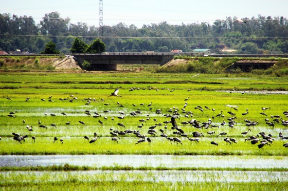 Đàn chim “lạ” cả ngàn con xuất hiện tại cánh đồng Quảng Ngãi ảnh 6