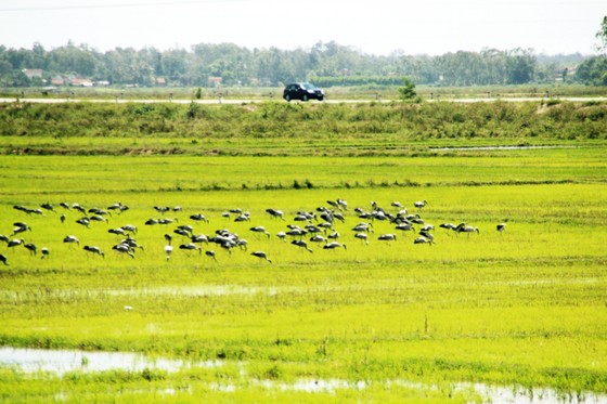 Đàn chim “lạ” cả ngàn con xuất hiện tại cánh đồng Quảng Ngãi ảnh 5